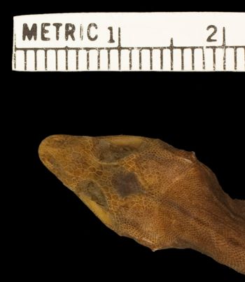 Media type: image;   Herpetology R-7889